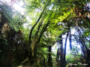 Forêt de Nouvelle-Zélande