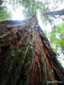 arbre géant Redwood
