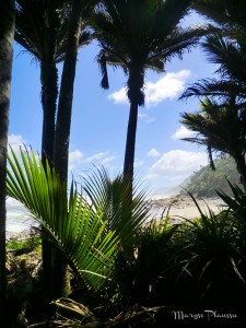 Heaphy Track - forêt de palmiers